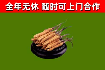 阜平回收散虫草